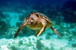 This turtle was spotted April 2006 in Isla Mujeres. He lo... by Bonnie Conley 